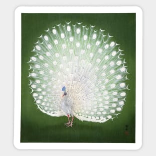 White Peacock Sticker